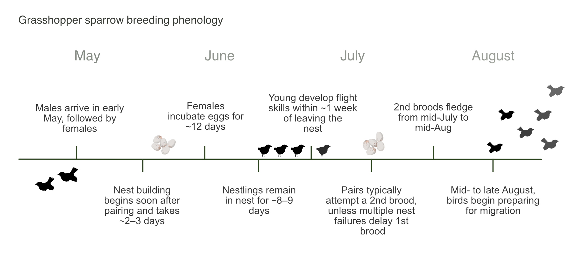 Breeding phenology timeline